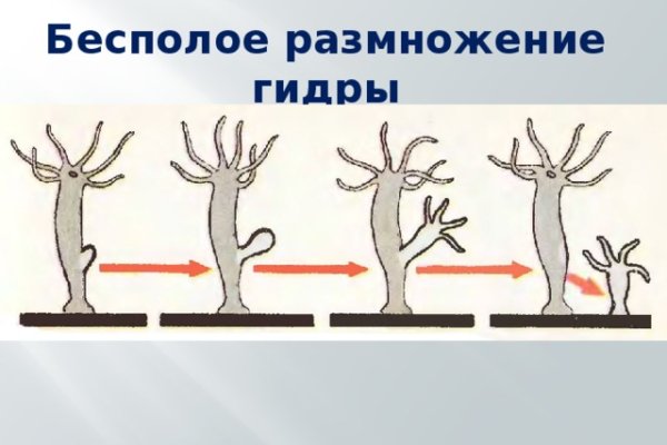 Kraken com зеркало